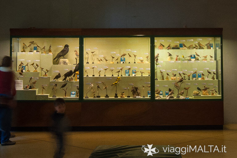 Sala dedicata agli uccelli nel museo di storia naturale di Mdina